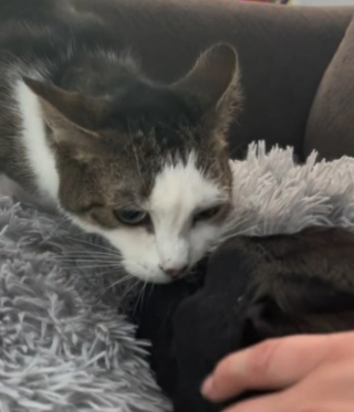 Illustration de l'article : Vidéo : les adieux déchirants d’un chat à son ami chien prêt à monter au ciel