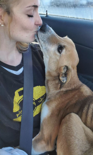 Illustration de l'article : Une chienne en détresse, trouvée sur le bord de la route, ne quitte plus les bras de sa bienfaitrice