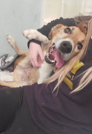 Illustration de l'article : Une chienne en détresse, trouvée sur le bord de la route, ne quitte plus les bras de sa bienfaitrice