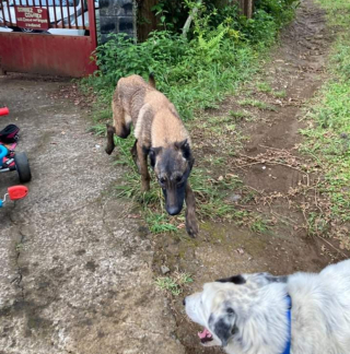 Illustration de l'article : Un chien aveugle et maltraité trouve la voie du bonheur, grâce aux bénévoles qui l’ont secouru