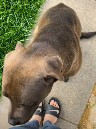 Illustration de l'article : Elle rencontre et sauve un chien errant grâce à sa caméra de sécurité