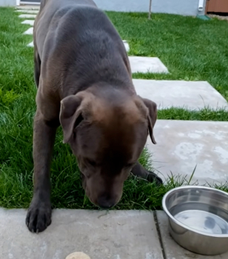 Illustration de l'article : Elle rencontre et sauve un chien errant grâce à sa caméra de sécurité