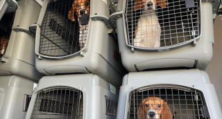 Illustration de l'article : 4 000 Beagles victimes de maltraitance dans un élevage, un juge intervient