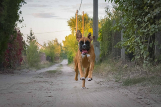 Illustration de l'article : 20 photos de Boxers montrant qu'ils n'ont rien d'autre à faire pour vous attendrir que d'être eux-mêmes