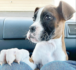 Illustration de l'article : 20 photos de Boxers montrant qu'ils n'ont rien d'autre à faire pour vous attendrir que d'être eux-mêmes