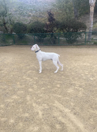 Illustration de l'article : 20 photos de Boxers montrant qu'ils n'ont rien d'autre à faire pour vous attendrir que d'être eux-mêmes