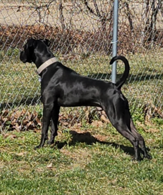 Illustration de l'article : 20 photos de Boxers montrant qu'ils n'ont rien d'autre à faire pour vous attendrir que d'être eux-mêmes