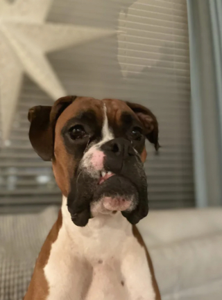 Illustration de l'article : 20 photos de Boxers montrant qu'ils n'ont rien d'autre à faire pour vous attendrir que d'être eux-mêmes