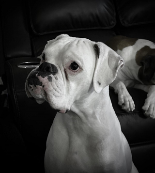 Illustration de l'article : 20 photos de Boxers montrant qu'ils n'ont rien d'autre à faire pour vous attendrir que d'être eux-mêmes