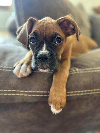 Illustration de l'article : 20 photos de Boxers montrant qu'ils n'ont rien d'autre à faire pour vous attendrir que d'être eux-mêmes