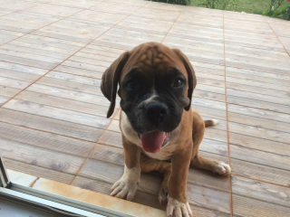 Illustration de l'article : 20 photos de Boxers montrant qu'ils n'ont rien d'autre à faire pour vous attendrir que d'être eux-mêmes