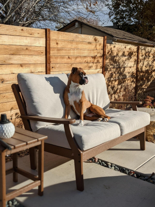 Illustration de l'article : 20 photos de Boxers montrant qu'ils n'ont rien d'autre à faire pour vous attendrir que d'être eux-mêmes