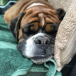 Illustration de l'article : 20 photos de Boxers montrant qu'ils n'ont rien d'autre à faire pour vous attendrir que d'être eux-mêmes