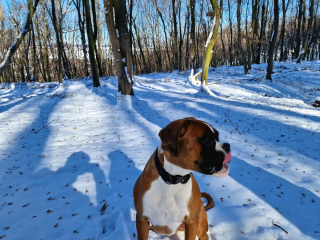 Illustration de l'article : 20 photos de Boxers montrant qu'ils n'ont rien d'autre à faire pour vous attendrir que d'être eux-mêmes