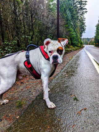 Illustration de l'article : 20 photos de Boxers montrant qu'ils n'ont rien d'autre à faire pour vous attendrir que d'être eux-mêmes