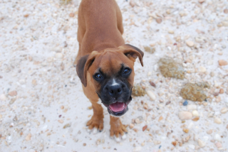 Illustration de l'article : 20 photos de Boxers montrant qu'ils n'ont rien d'autre à faire pour vous attendrir que d'être eux-mêmes