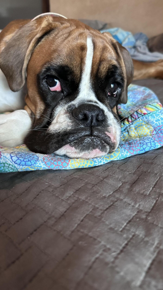 Illustration de l'article : 20 photos de Boxers montrant qu'ils n'ont rien d'autre à faire pour vous attendrir que d'être eux-mêmes