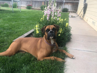 Illustration de l'article : 20 photos de Boxers montrant qu'ils n'ont rien d'autre à faire pour vous attendrir que d'être eux-mêmes