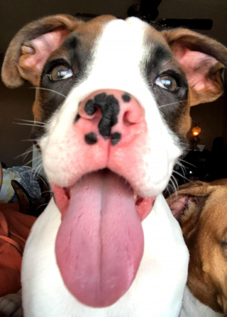 Illustration de l'article : 20 photos de Boxers montrant qu'ils n'ont rien d'autre à faire pour vous attendrir que d'être eux-mêmes