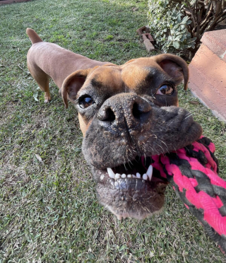 Illustration de l'article : 20 photos de Boxers montrant qu'ils n'ont rien d'autre à faire pour vous attendrir que d'être eux-mêmes