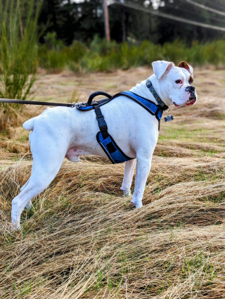 Illustration de l'article : 20 photos de Boxers montrant qu'ils n'ont rien d'autre à faire pour vous attendrir que d'être eux-mêmes