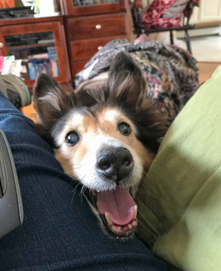 Illustration de l'article : 20 chiens bien décidés à ne pas respecter le besoin d'espace personnel du maître