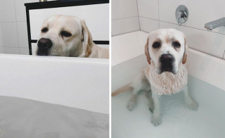 Illustration de l'article : 20 chiens bien décidés à ne pas respecter le besoin d'espace personnel du maître