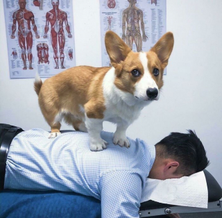 Illustration de l'article : 20 chiens bien décidés à ne pas respecter le besoin d'espace personnel du maître