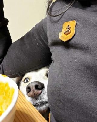 Illustration de l'article : 20 chiens bien décidés à ne pas respecter le besoin d'espace personnel du maître