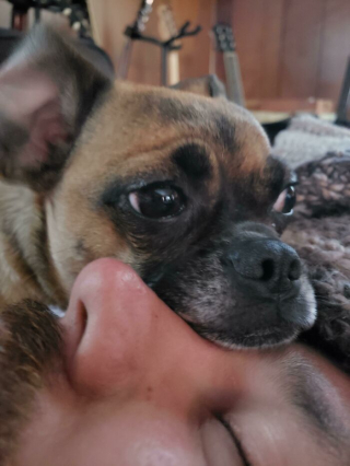 Illustration de l'article : 20 chiens bien décidés à ne pas respecter le besoin d'espace personnel du maître