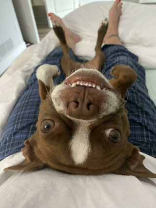 Illustration de l'article : 20 chiens bien décidés à ne pas respecter le besoin d'espace personnel du maître