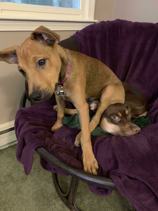 Illustration de l'article : 20 chiens bien décidés à ne pas respecter le besoin d'espace personnel du maître