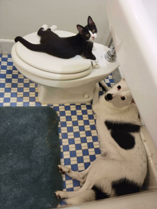 Illustration de l'article : 20 chiens bien décidés à ne pas respecter le besoin d'espace personnel du maître