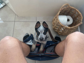 Illustration de l'article : 20 chiens bien décidés à ne pas respecter le besoin d'espace personnel du maître