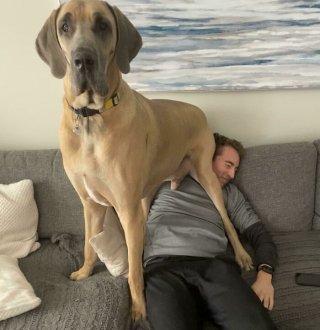 Illustration de l'article : 20 chiens bien décidés à ne pas respecter le besoin d'espace personnel du maître