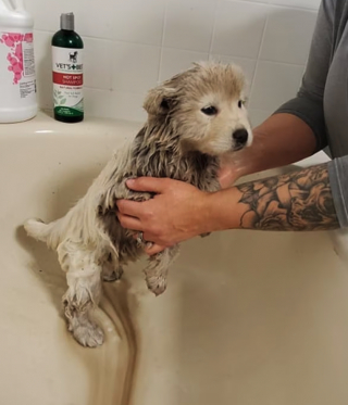 Illustration de l'article : 7 chiots sont découverts dans une décharge, transis de froid