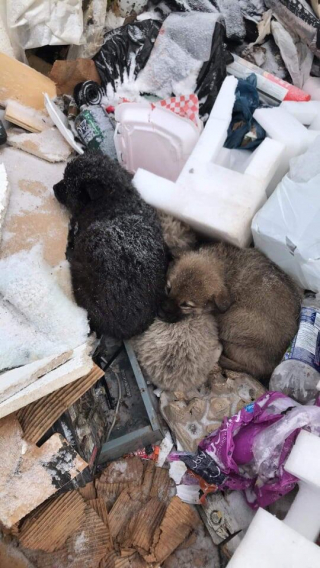 Illustration de l'article : 7 chiots sont découverts dans une décharge, transis de froid