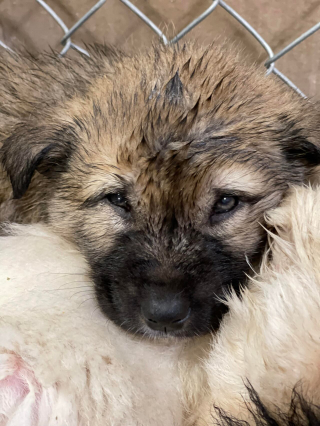 Illustration de l'article : 7 chiots sont découverts dans une décharge, transis de froid