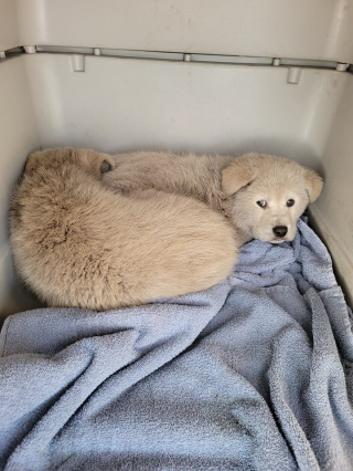 Illustration de l'article : 7 chiots sont découverts dans une décharge, transis de froid