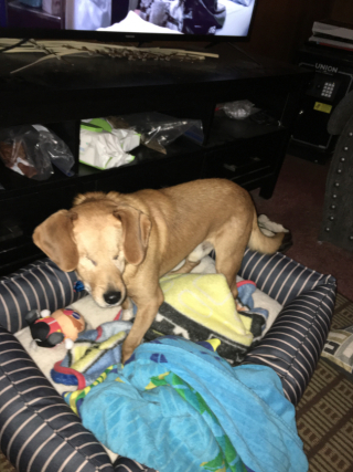 Illustration de l'article : Rusty, un Beagle aveugle de 9 ans subit une double opération dans l'espoir de trouver une famille au grand coeur