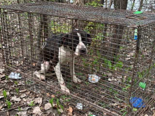 Illustration de l'article : Un chien abandonné sur une île déserte et affamé attend désespérément d'être aperçu par un pêcheur