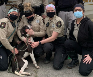 Illustration de l'article : Un chien abandonné sur une île déserte et affamé attend désespérément d'être aperçu par un pêcheur