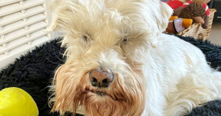 Illustration de l'article : Un vétérinaire réalise une opération rare pour aider un chien à retrouver la vue