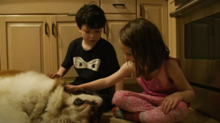 Illustration de l'article : Un Saint-Bernard, abandonné pour une raison inconnue, obtient enfin sa chance de vivre une belle vie grâce à l’annonce postée par le refuge