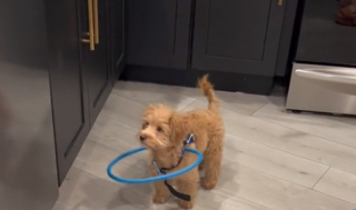 Illustration de l'article : Un jeune chien aveugle découvre son harnais spécialisé pour la première fois et sa vidéo fait fondre le cœur des internautes (vidéo)