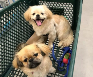 Illustration de l'article : 18 photos de chiens ravis d'aider leurs humains à faire les courses
