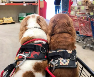 Illustration de l'article : 18 photos de chiens ravis d'aider leurs humains à faire les courses