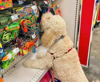 Illustration de l'article : 18 photos de chiens ravis d'aider leurs humains à faire les courses