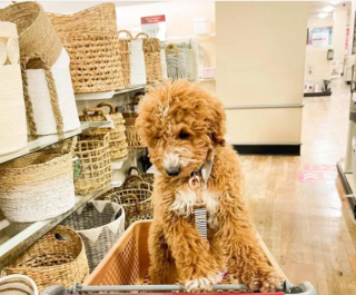 Illustration de l'article : 18 photos de chiens ravis d'aider leurs humains à faire les courses