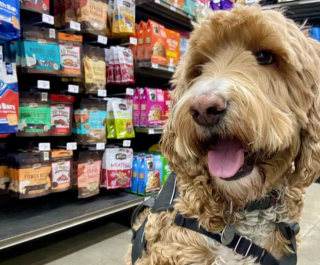 Illustration de l'article : 18 photos de chiens ravis d'aider leurs humains à faire les courses